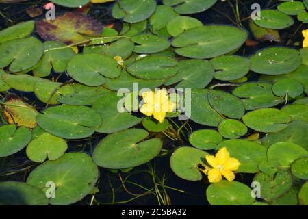 Nymphoides peltata jaune avec des feuilles vertes dans l'eau sous le soleil Banque D'Images