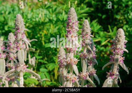 Fleurs moelleuses Stachys byzantina en plein air. Concept de jardinage. Photographie horizontale. Banque D'Images