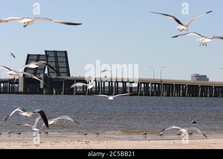 Scène paisible de goélands de mer sur Front Beach à Ocean Springs, Mississippi après l'ouragan Katrina. Balayé à travers la région. Banque D'Images