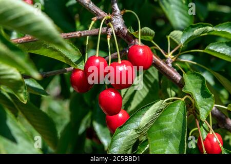 Michigan Sweet Cherries, Hedelfingen (allemand), Variety, SW Michigan, Etats-Unis, par James D Coppinger/Dembinsky photo Assoc Banque D'Images