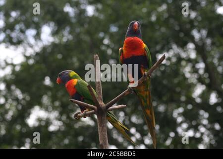 Rainbow Lorikeet au sanctuaire de Koala de Lone Pine, Brisbane Banque D'Images