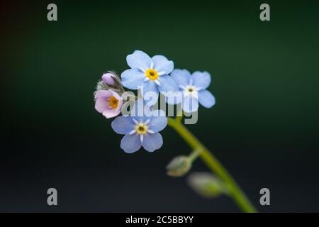 Un petit groupe de printemps délicat de bleu m'oublier pas les fleurs. Les petits bourgeons sont roses et les plus grands fleurons sont de couleur bleu-bébé. Banque D'Images