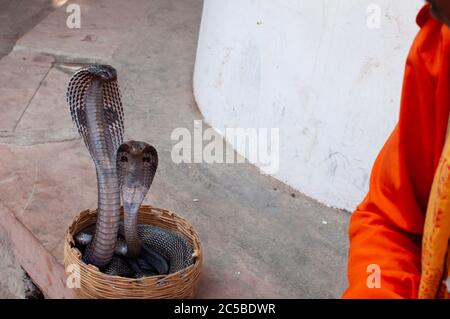 jongleur indien jouant avec une paire de cobra de roi venimeuse Banque D'Images