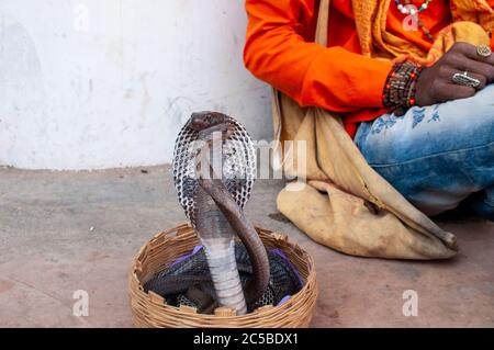 jongleur indien jouant avec une paire de cobra de roi venimeuse Banque D'Images