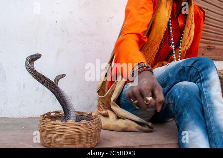 jongleur indien jouant avec une paire de cobra de roi venimeuse Banque D'Images