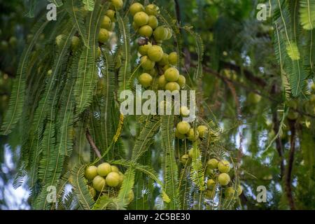 La groseille de chèvre indienne, le Malacca ou amla de Sanskrit amalika, est un arbre à feuilles caduques de la famille des Phyllanthaceae. Il est connu pour ses fruits comestibles de t. Banque D'Images