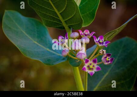 Le calotropis gigantea, la fleur de couronne, est une espèce de calotropis originaire du Cambodge, de l'Indonésie, de la Malaisie, des Philippines, de la Thaïlande, du Sri Lanka et de l'Inde Banque D'Images