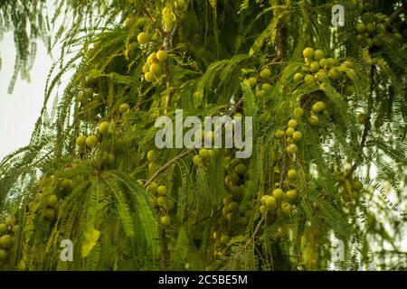 La groseille de chèvre indienne, le Malacca ou amla de Sanskrit amalika, est un arbre à feuilles caduques de la famille des Phyllanthaceae. Banque D'Images