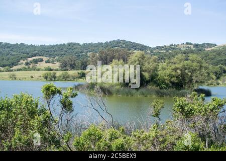 Vue à l'ouest sur le lac Grant, avec une île au milieu, des montagnes à l'horizon, de petits arbres et arbustes au premier plan Banque D'Images