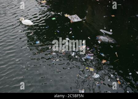 Le cygne regarde dans l'eau trouble tandis qu'il nage loin d'une zone flottante dense de litière et de déchets. De plus, un pigeon mort flotte aussi au sommet. Banque D'Images