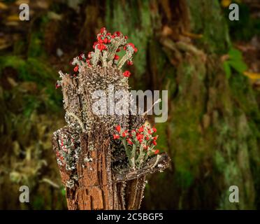 Composite de Cladonia cristatella ou de soldats britanniques Lichen poussant sur un ancien poste de clôture en bois en Virginie occidentale sur fond de forêt Banque D'Images