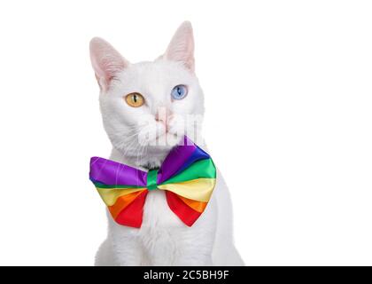 Portrait d'un chat de Manee de khao blanc avec hétérochromie portant un noeud arc-en-ciel de couleur regardant légèrement à droite de spectateurs, isolé sur blanc. Gay PRID Banque D'Images