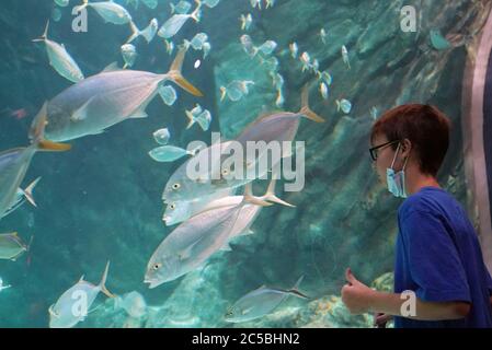 St. Louis, États-Unis. 1er juillet 2020. Un jeune garçon regarde des écoles de poissons nager autour de l'habitat du canyon des requins de l'aquarium de Saint-Louis, à Union Station à Saint-Louis le mercredi 1er juillet 2020. Photo de Bill Greenblatt/UPI crédit: UPI/Alay Live News Banque D'Images