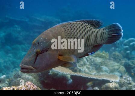 La Wrasse à tête plate, Cheilinus undulatus, étant nettoyée par une paire de Bluestreak Cleaner Wrasse, Labroides dimidiatus, site de plongée de West Ridge, île de Sipadan Banque D'Images