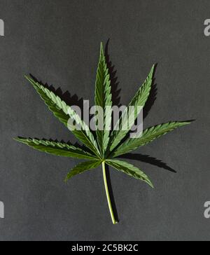 Une jeune feuille de cannabis verte sur fond noir. Banque D'Images