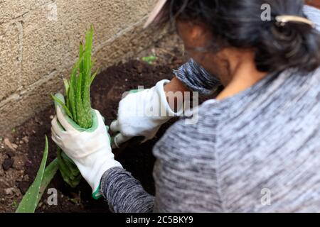 femme plantant de l'aloe vera dans un jardin Banque D'Images