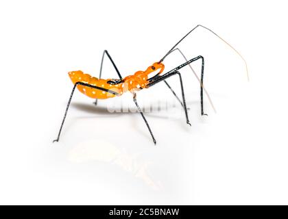 Insecte d'Assassin de l'herbe à lait - Zelus longipes - sur fond blanc, gros plan Banque D'Images