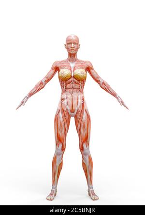 muscle femme debout sur fond blanc, illustration 3d Banque D'Images