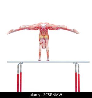 muscle femme faisant un gymnastique sur des barres de paralels sur fond blanc, illustration 3d Banque D'Images