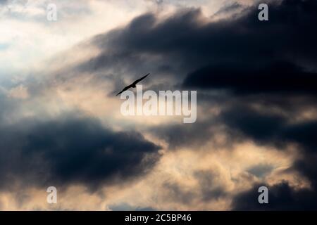 Osprey survolant l'Iwakuni sous le ciel orageux. Banque D'Images