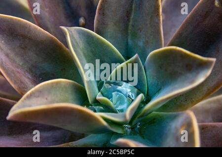 Un succulent dans Okinawa flottant pluie sur ses pétales. Les feuilles hydrophobes donnent une apparence étincelante. Banque D'Images