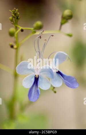 Rotheca myricoides, également connu sous le nom de buisson bleu de papillon, bower de gloire bleue, ou Clerodendrum myricoides 'Ugandense', originaire d'Afrique. Banque D'Images