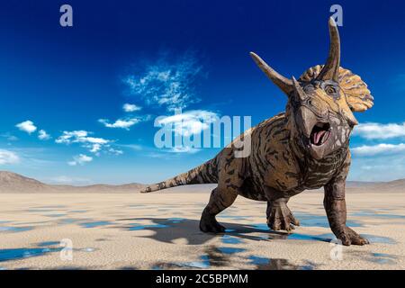 tricératops faisant une posture fraîche sur le désert marchant après la pluie, illustration 3d Banque D'Images