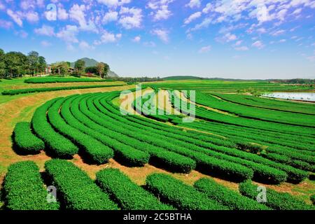 Plantations de thé vert en Thaïlande Banque D'Images