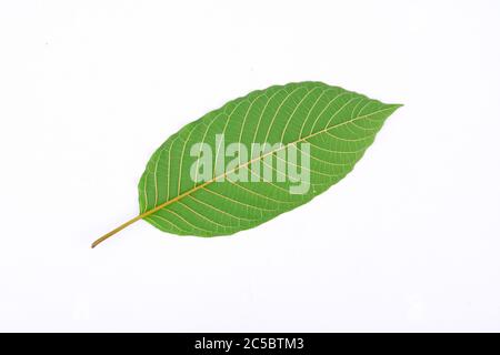 Le dos de la feuille de Kratom (Mitragyna speciosa), une plante de la famille des gardons utilisée comme médicament d'accoutumance Banque D'Images