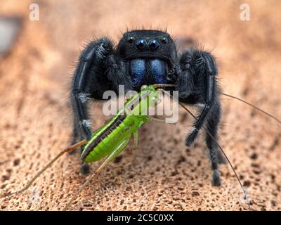 L'araignée sautant de Johnson (Phiddipus johnsoni) se nourrissant d'un katydid (Meconema thalassinum) juvénile. Les katydides de Drumming sont une spe européenne Banque D'Images