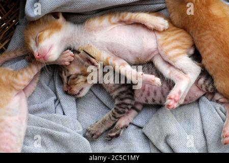 Scène amusante de haute vue avec quatre nouveau-nés chaton dormir ensemble, mignon, humour et joli animal de bébé avec style de coucher de sommeil dans le panier Banque D'Images