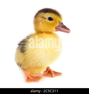 Jeune caneton in front of white background Banque D'Images