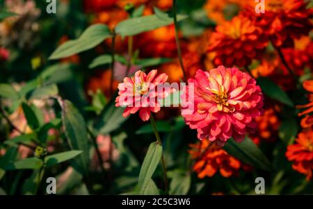 Un magnifique paysage de deux fleurs de Zinnia Marylandica 'Double Zahara Rose' avec un fond vert flou en été Banque D'Images