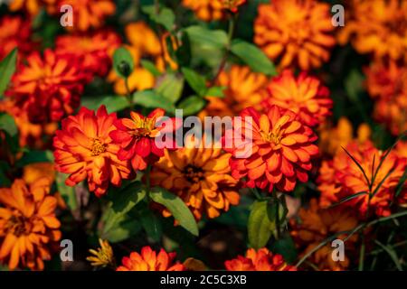 Un beau paysage de Zinnia Marylandica 'Double Zahara Fire' fleurs avec un fond vert flou en été. Beaucoup de fleurs sont en arrière-plan. Banque D'Images