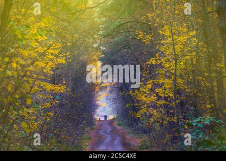 Motocycliste et chien dans une forêt d'automne à couper le souffle, marchant sur un chemin naturel. Motocycliste en route dans la forêt d'automne. Banque D'Images