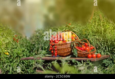 Tomates de différentes formes et couleurs dans un panier en osier sur fond vert nature écologique défoqué. Banque D'Images