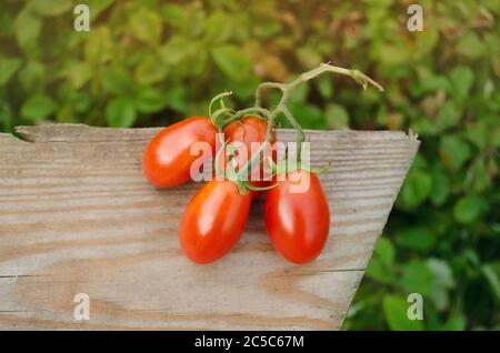 Tomates fruits en croissance aux champs. Tomates fraîches sur une table en bois. Tomates en plein air. Banque D'Images