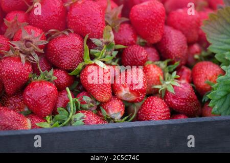 Fraises dans une boîte de fruits sur un marché agricole. Fraises rouges cultivées localement et récoltées de manière durable. Fraises fraîches de culture locale Banque D'Images