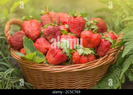 Récolte de fraises dans un panier. À un avec la nature. Diverses fraises juteuses avec feuilles. Banque D'Images