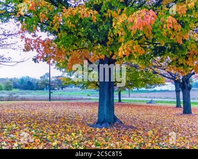 Les feuilles séchées sont versées par les plantes pendant la saison automne/automne. Les feuilles d'érable sont visibles sur l'image. Banque D'Images