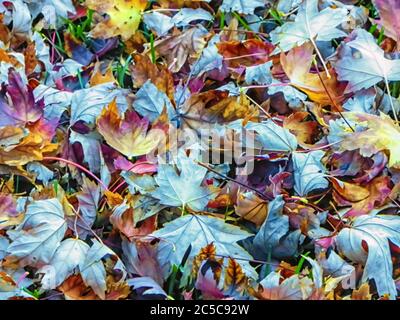 Les feuilles séchées sont versées par les plantes pendant la saison automne/automne. Les feuilles d'érable sont visibles sur l'image. Banque D'Images