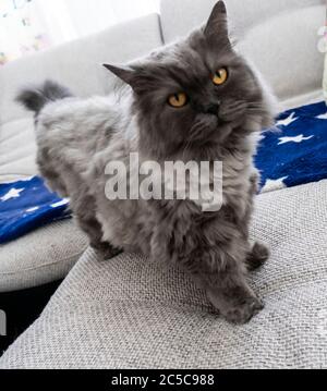 photo en gros plan d'un chat à cheveux gris avec des yeux rouges Banque D'Images