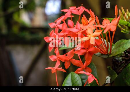 Géranium de jungle également connu comme la flamme des bois ou des fleurs de flamme de jungle en foyer avec un arrière-plan flou Banque D'Images