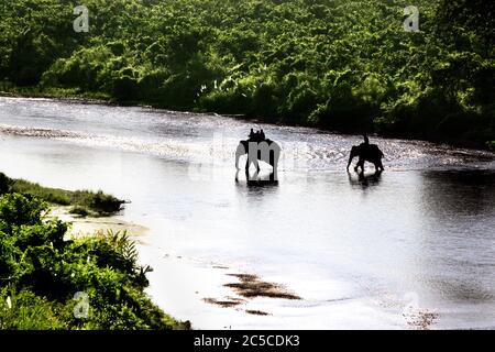 Deux éléphants domestiques en safari dans la jungle au parc national de Gorumara, Dooars, Bengale occidental, Inde. Deux éléphants traversent la rivière Murti à Gorumara Banque D'Images