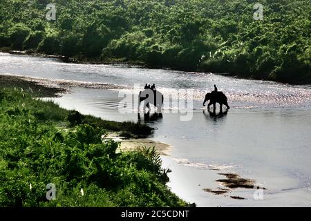 Deux éléphants domestiques en safari dans la jungle au parc national de Gorumara, Dooars, Bengale occidental, Inde. Deux éléphants traversent la rivière Murti à Gorumara Banque D'Images