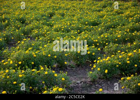 Gros plan de quelques plantes florissantes cultivées de couleur jaune marigold dans un champ, focalisation sélective Banque D'Images