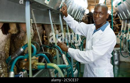 Ferme laitière en peignoir homme travaillant avec grange dans les machines à traire la vache automatique Banque D'Images