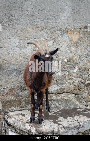 Chèvre alpin près de la vieille ferme dans les montagnes au-dessus du lac de Côme. L'agritourisme dans la région Lombardie, Italie. Banque D'Images