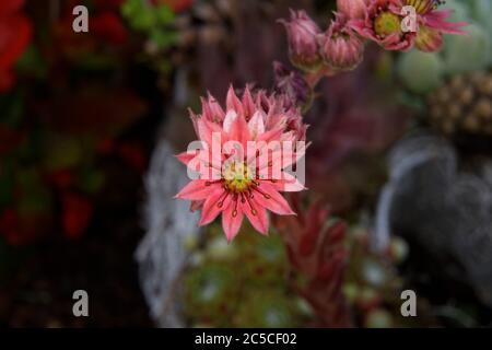 Sempervivum, gros plan d'un houseleek en fleur sur un fond flou Banque D'Images