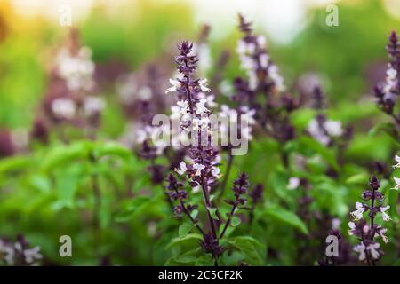 Basilic ou Tulasi bio avec fleurs en serre au lever du soleil. Gros plan. Concentrez-vous sur l'inflorescence. Banque D'Images